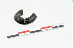 Foto von Gagatringperle (NHMW-PRAE-025130)